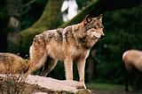 wolf-2.jpg image by LongFang1997